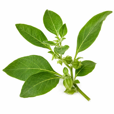 Ashwagandha 10:1
