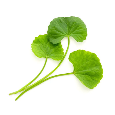 Gotu Kola